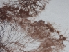Coniophora puteana